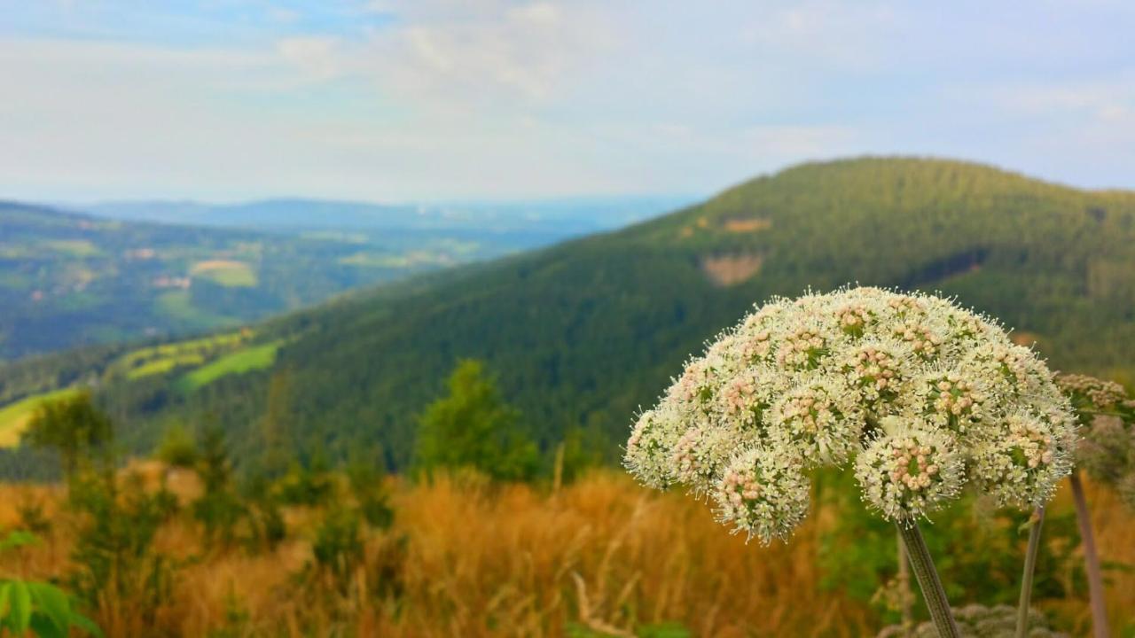 Bed and Breakfast Wald-Panorama-Zimmer Mönichkirchen Zewnętrze zdjęcie